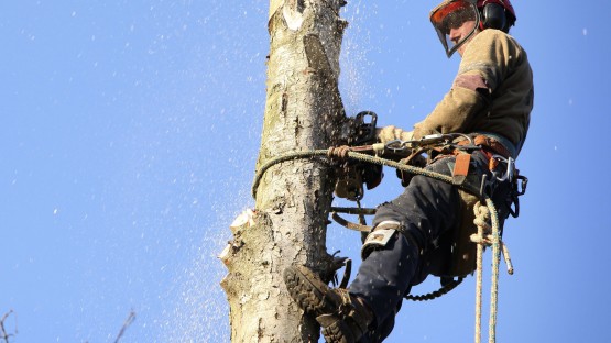 Arborist cutting tree