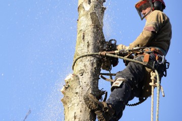 Arborist cutting tree